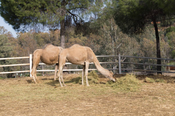 dromedare (camelus dromedarius) fressen stroh und heu im tierreservat castillo de las guardas (spanien). - camel animal dromedary camel desert stock-fotos und bilder