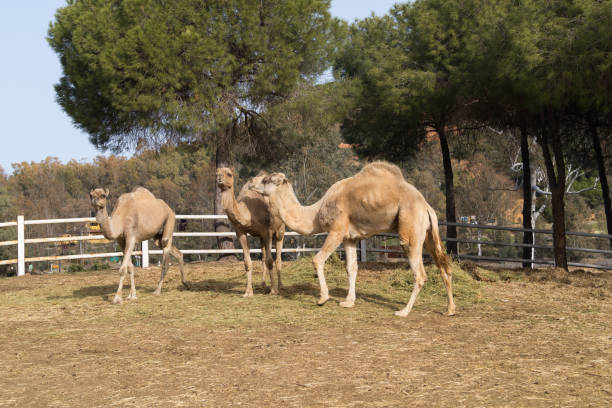 drei junge dromedare im tierreservat el castillo de las guardas. dromedare stehen neben stroh und heu in einem geschlossenen bereich. - camel animal dromedary camel desert stock-fotos und bilder