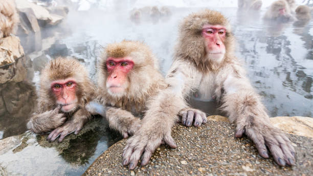 snow monkeys sitting in a hot spring, japan. - jigokudani imagens e fotografias de stock