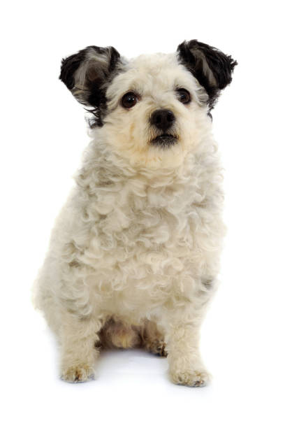 istock Small dog sitting on white background 1374997534