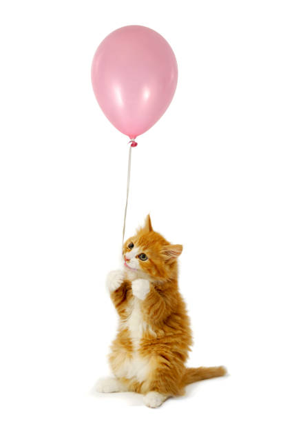 Gatito y globo - foto de stock