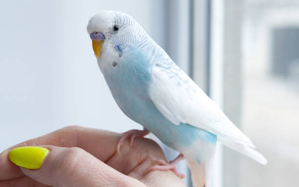 istock A shot of a blue budgerigar bird on a white background. 1375001993