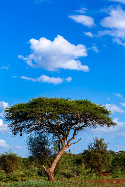 istock Umbrella Thorn Acacia Tree with Bird's Nest at Wild 1375003025