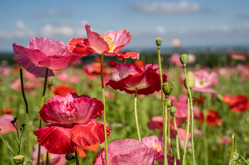 red flowers of poppy plant and blue sky background photo. Taken from a lower angle in daylight with a full-frame camera.