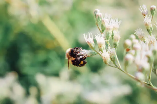 A bumblebee lands on a flower