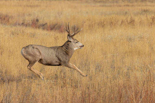 istock Mule Deer Buck in Autumn in Colorado 1375026313