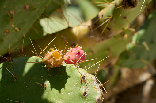 edible fruits of the prickly pear Opuntia ficus-indica in the Mediterranean climate in Krk in Croatia