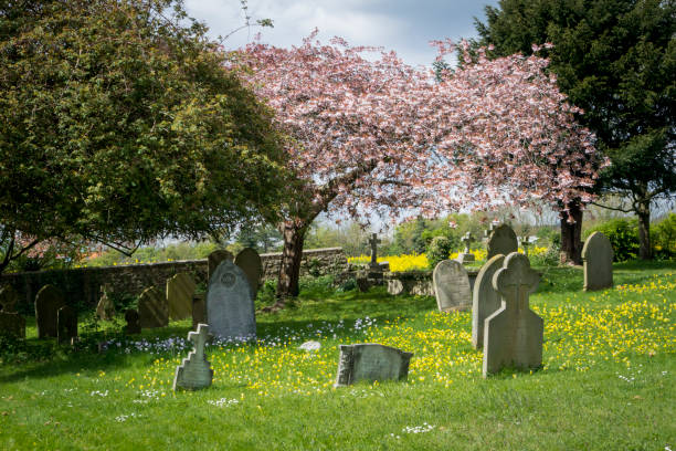Blossom in Churchyard stock photo