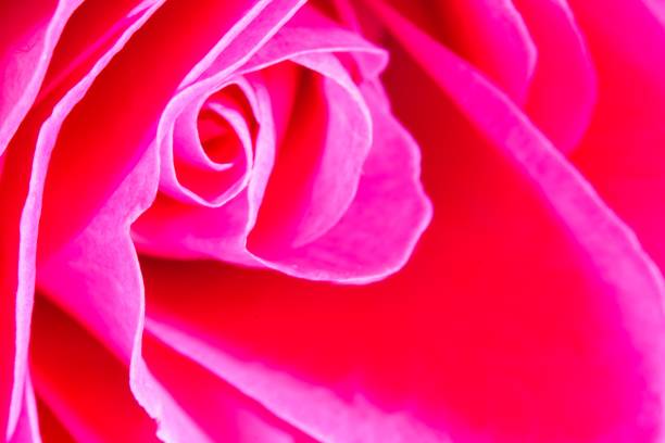 istock Pink rose macro closeup 1375027517
