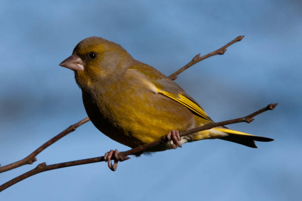 istock Verdier d'Europe (Chloris chloris --- Carduelis chloris) 1375029860