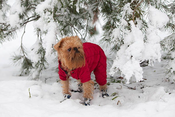 istock Dog in the jacket and boots 137503081