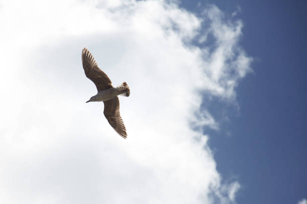 una gaviota solitaria en el cielo, un pájaro se eleva maravillosamente entre las nubes - animals in the wild blue beak mottled fotografías e imágenes de stock