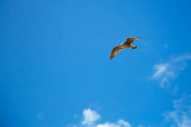 una gaviota solitaria en el cielo, un pájaro se eleva maravillosamente entre las nubes - animals in the wild blue beak mottled fotografías e imágenes de stock