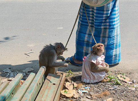 monkeys at monkey hill, Phuket city