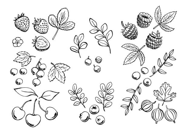 ilustraciones, imágenes clip art, dibujos animados e iconos de stock de conjunto de contornos de bayas. ilustración dibujada a mano convertida en vectorial. - blackberry blueberry raspberry fruit