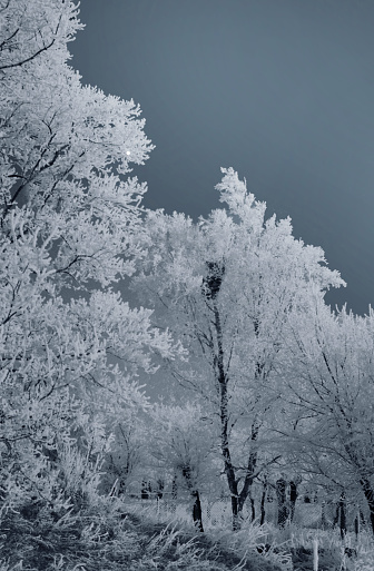Black and white image of frozen trees covered with hoarfrost against the sky.
