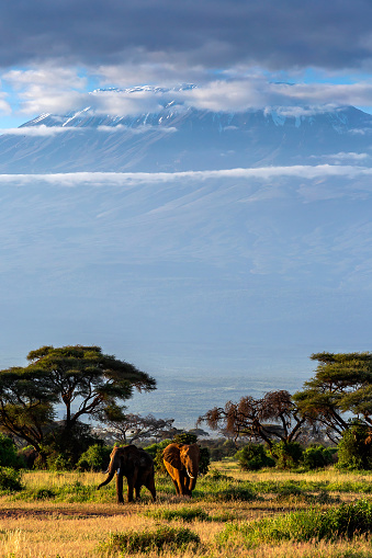 Mt Kilimanjaro and African Elephants at Wild