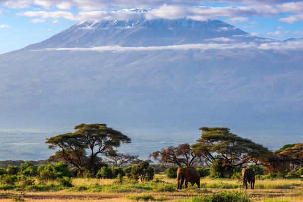 istock Mt Kilimanjaro and African Elephants at Wild 1375061808