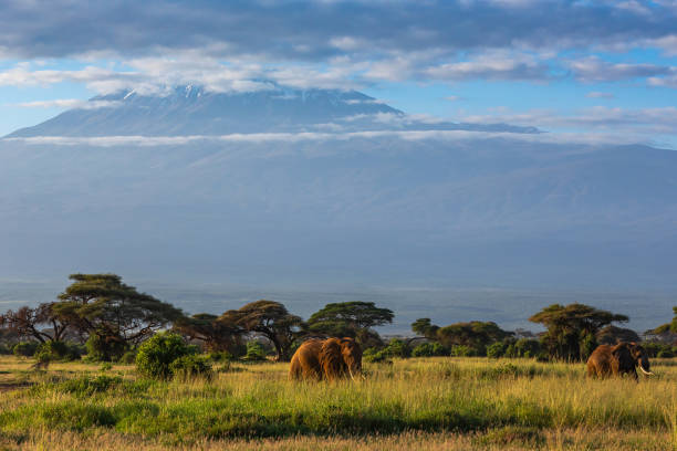 istock Mt Kilimanjaro and African Elephants at Wild 1375062007