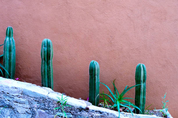 istock A few cacti next to the brownish wall, space for text 1375062079