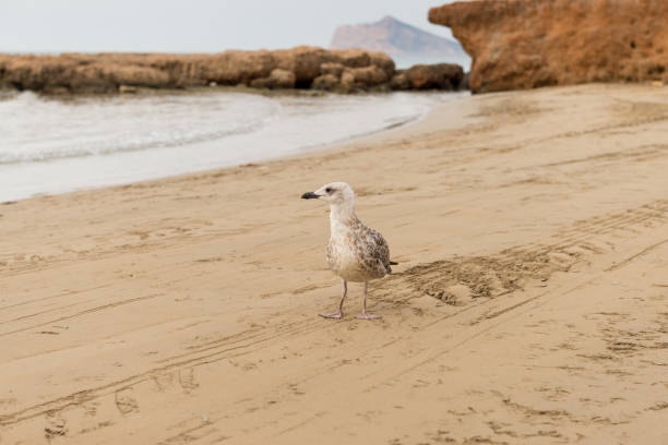 At dawn, with no people on the beach, a seagull (Laridae) walks along the sand in search of food scraps, no one is there.