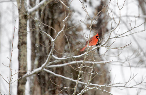 istock Vermont Wildlife 1375062919