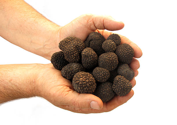 istock Hands full of black truffles 137506433