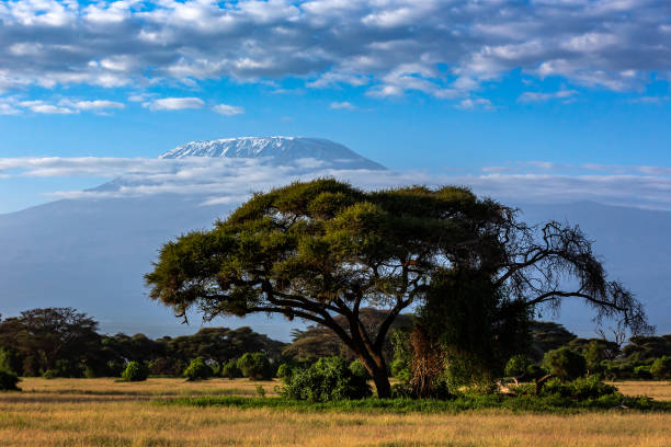 istock Acacia Tree and Kilimanjaro Mountain 1375067639