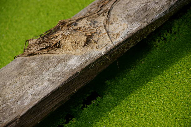 piece of wood on little pool as a bridge