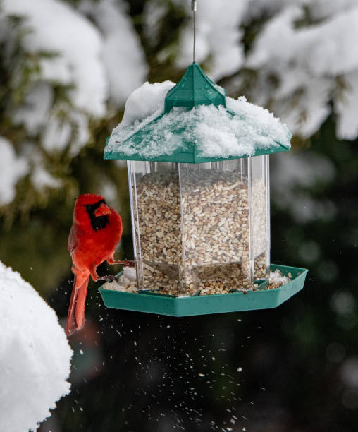 istock Red cardinal bird on a bird feeder in the snow 1375080387