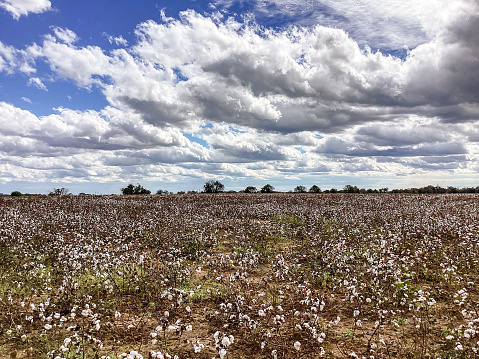 Branch of ripe cotton on the cotton field, Alabama, United States