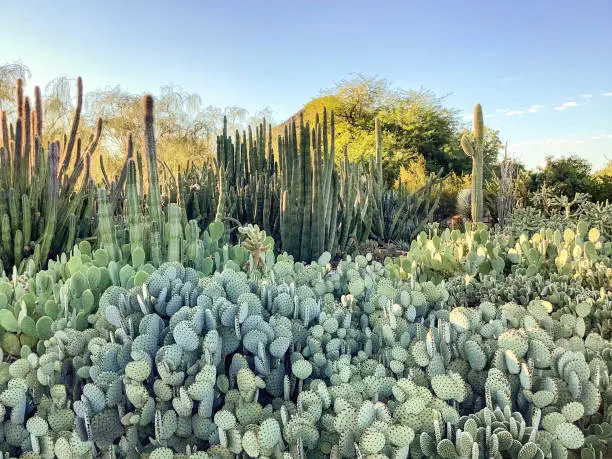 Desert Garden  Scottsdale, Arizona