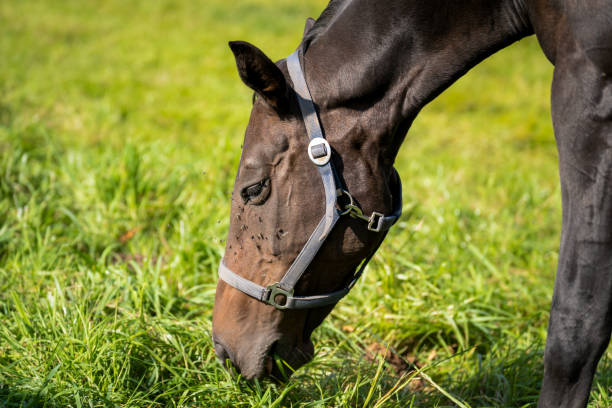 istock Brown mare grazes in pasture while flies fly in her face 1375085457