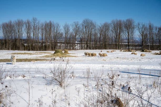 Flock of sheep watched by a dog in winter