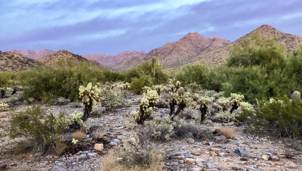 istock McDowell Sonoran Conservancy Gateway Trailhead in Scottsdale, Arizona 1375091432
