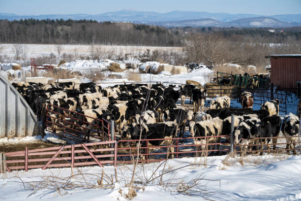 istock Herd of cows 1375094724