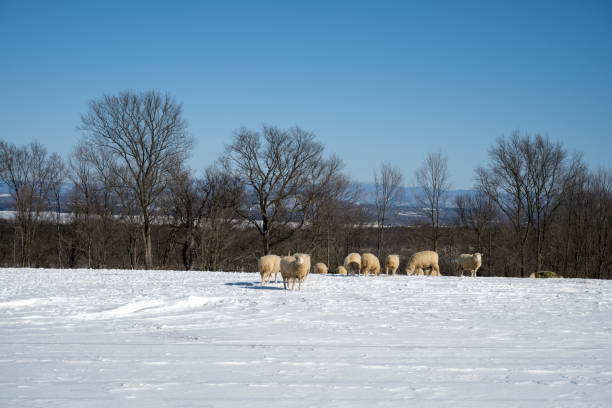 Herd of sheep on a beautiful winter day