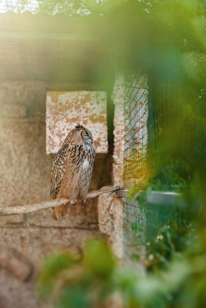 istock Owl sleeping at the zoo. 1375097992