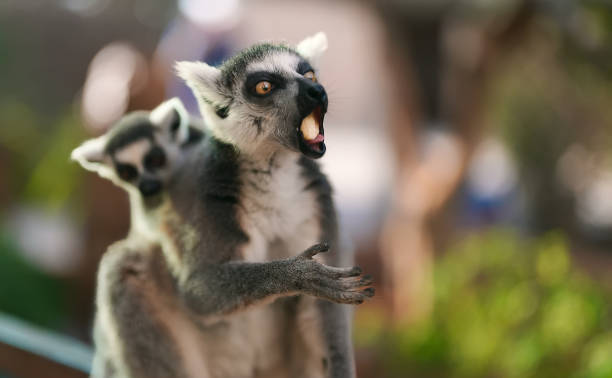 istock Lemur with cub eating in national park. 1375099664