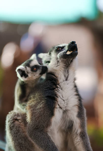 istock Lemur with cub eating in national park. 1375099670