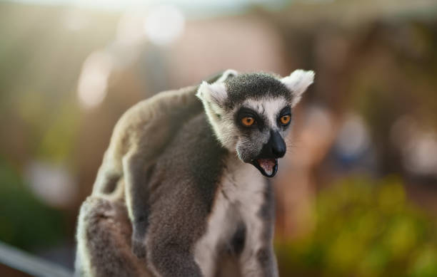 istock Lemur with cub eating in national park. 1375099674