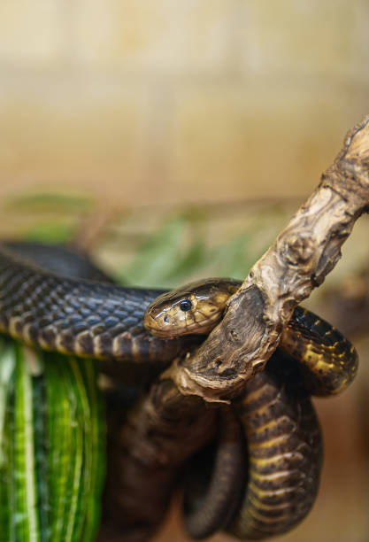 istock Snake resting on the tree branch in the zoo. 1375099702