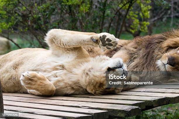 Leone - Fotografie stock e altre immagini di Africa - Africa, Animale, Animale da safari