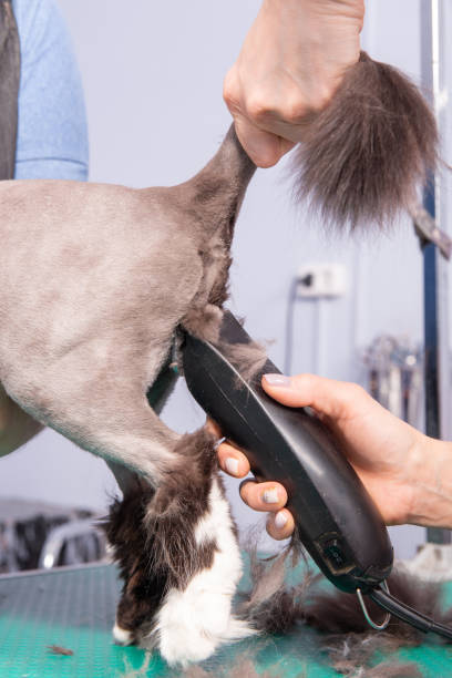 istock Cat grooming in pet beauty salon. 1375109517