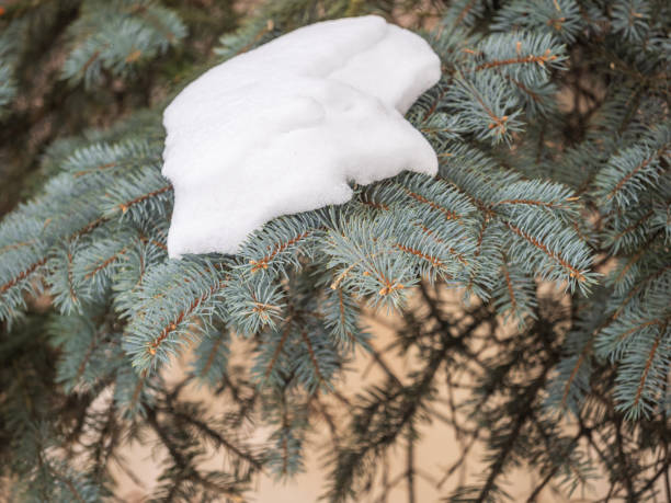 istock Green fir branches in winter covered with snow 1375117357