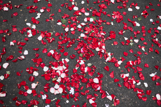 Red rose petals are scattered on the ground. Vertical plan.