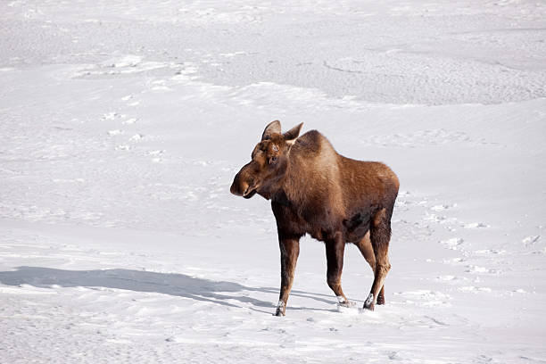 Alaskan Moose on Snow stock photo