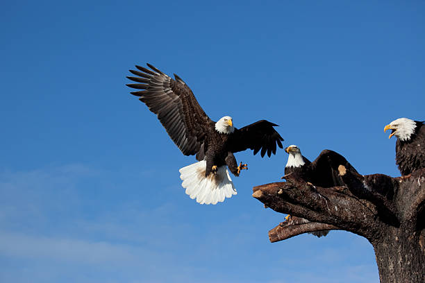 Bald Eagle Landing stock photo