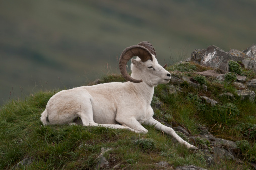 Dall Sheep Ram (Ovis dalli) rests on an outcropping of rock at Polychrome Pass, Denali National Park, Alaska.