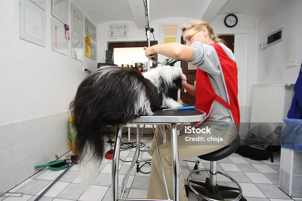 Fofo Terrier Tibetano no Cavalariço - Royalty-free Animal de Estimação Foto de stock